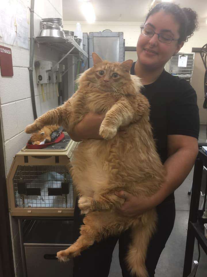 Bazooka Joe the 36-pound cat at the shelter
