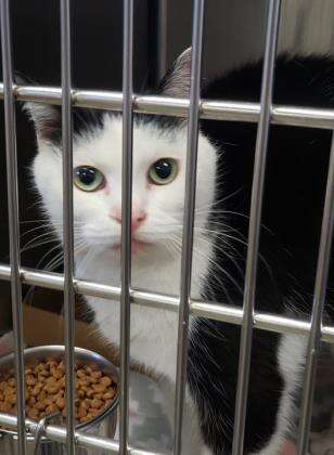 Perdita in a North Carolina shelter