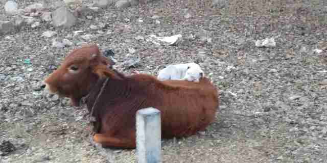 dog and cow