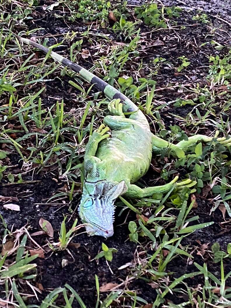 Nice Lady Gives Blanket And Hat To Iguana Stunned By Cold Snap - The Dodo