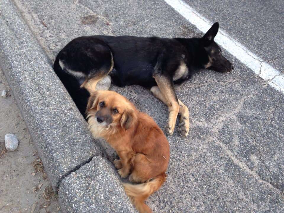 Stray dog protects his friend on the street