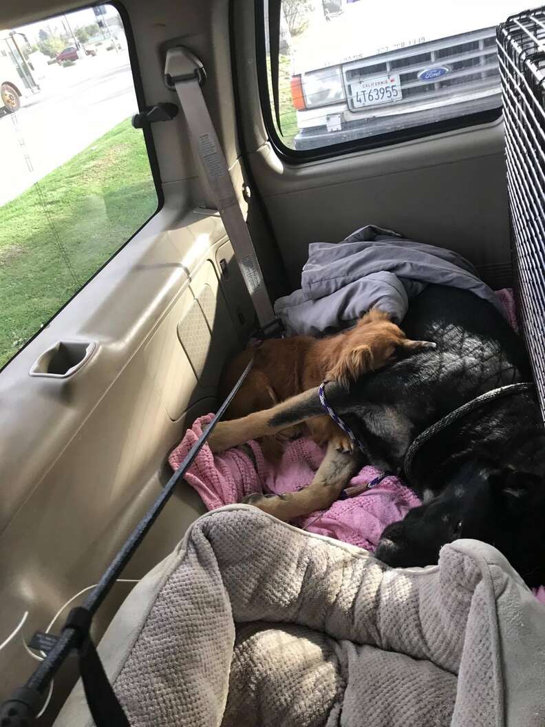 Dog snuggles his friend after being rescued