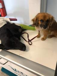 Dog protects his friend