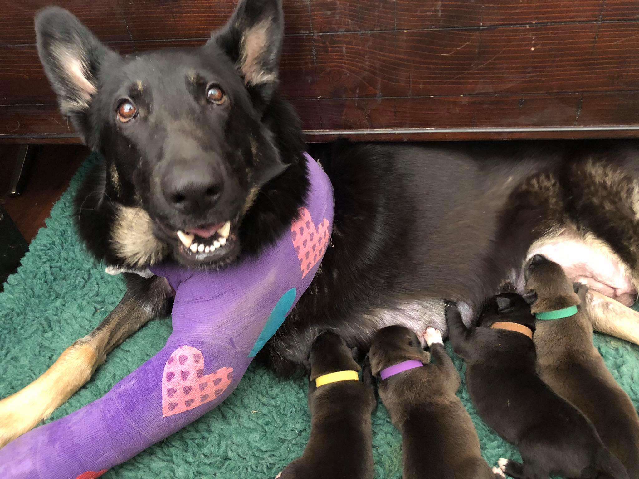 Marley the German shepherd and her puppies