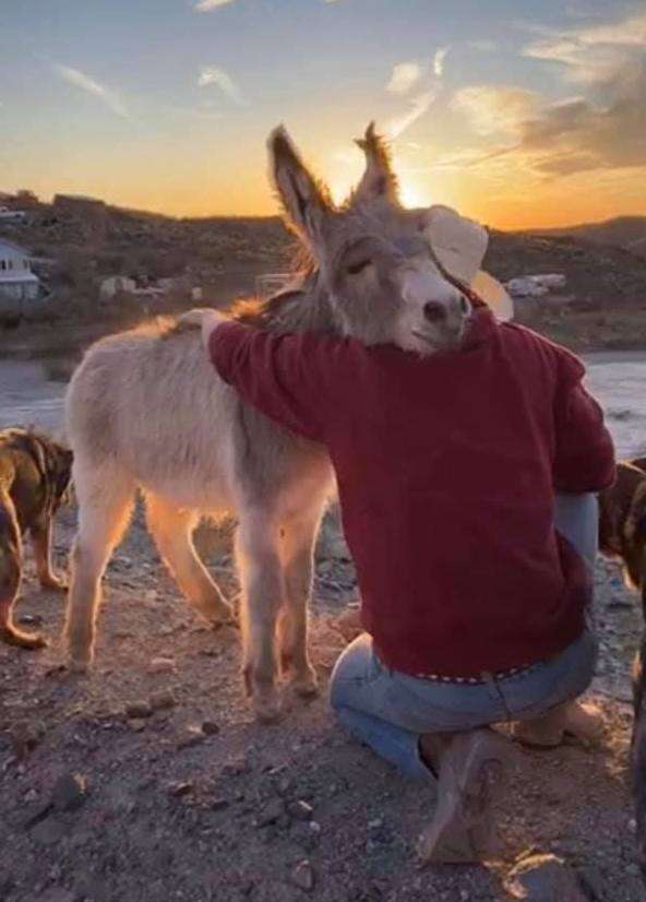 Walter the donkey snuggles up to his dad