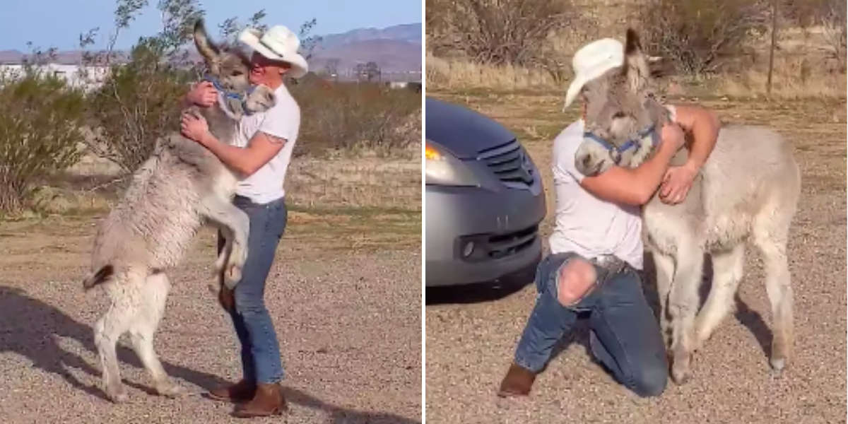 Wild Donkey Acts Just Like A German Shepherd - The Dodo