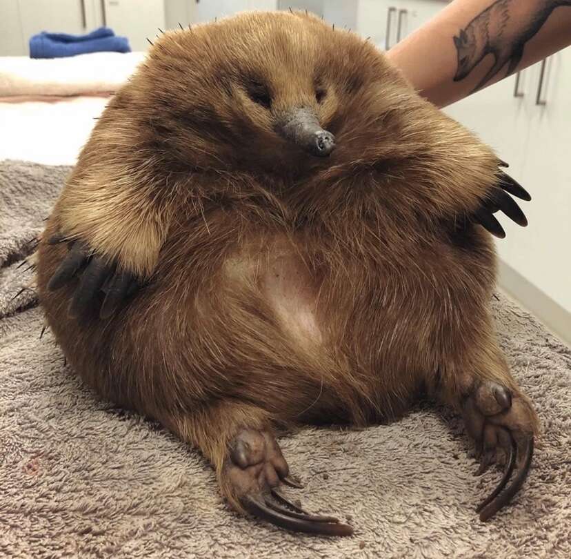 chubby echidna