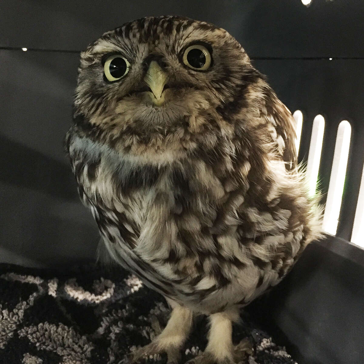 An obese little owl at a sanctuary in England