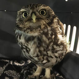 An obese little owl at a sanctuary in England