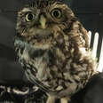 Rescuers Realize 'Injured' Owl Can't Fly Because She's Too Chubby