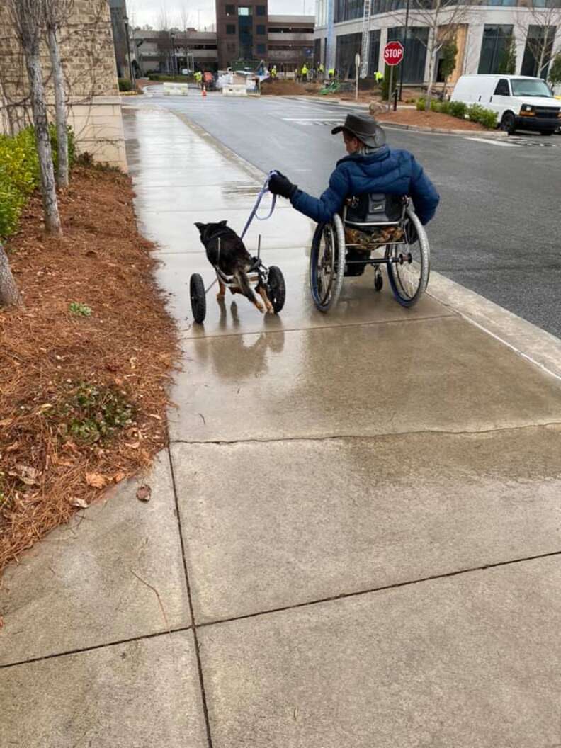 wheelchair dog