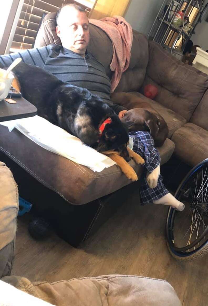 wheelchair dog