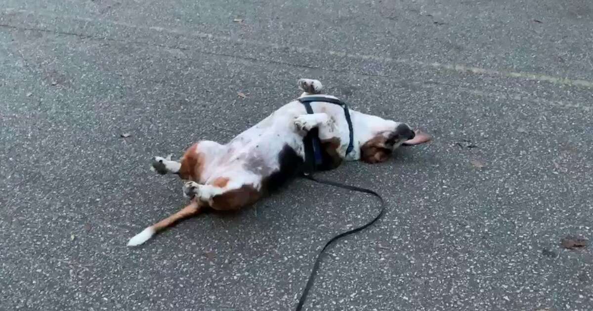 Chubby Dog Gives Up On Exercise In The Middle Of Walk - The Dodo