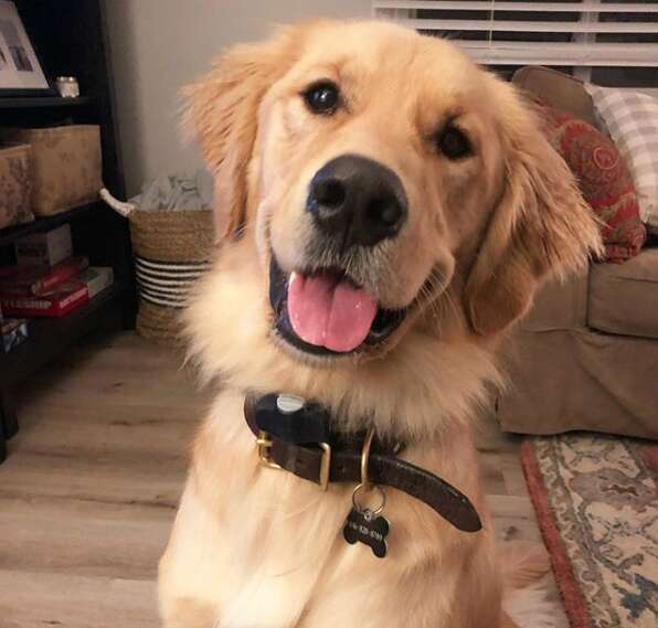 Dog Waits Every Day To Get A Hug From His Favorite Mailman - The Dodo