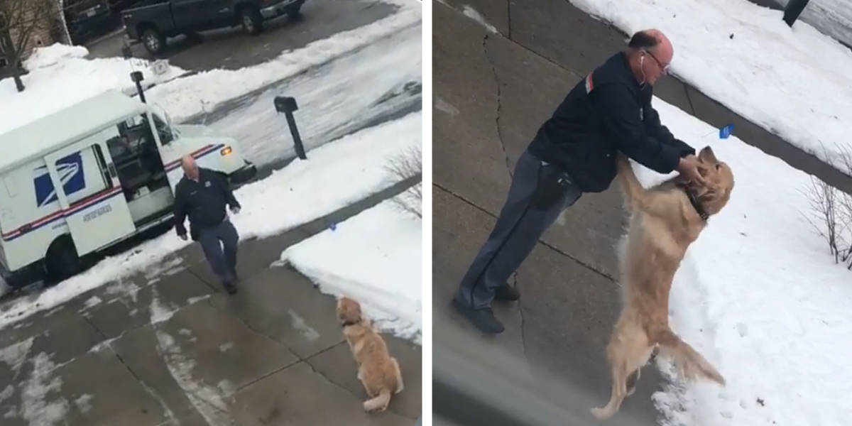 Dog Waits Every Day To Get A Hug From His Favorite Mailman - The Dodo