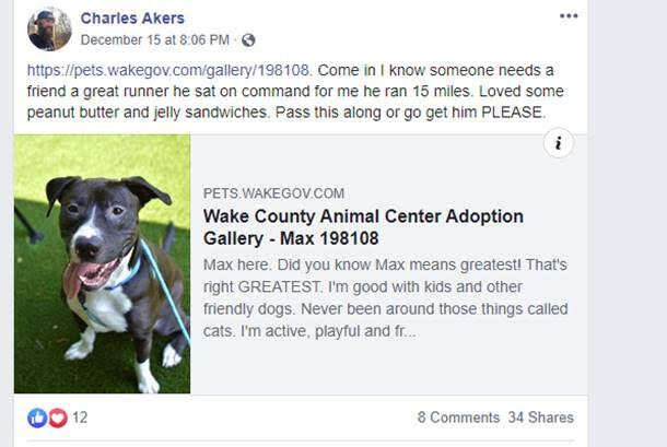 max pit bull joins charity race dunn nc