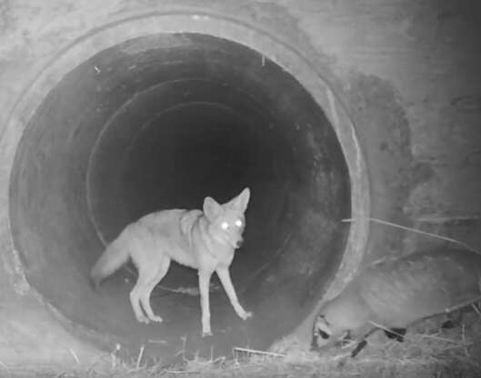 Coyote and badger travel together in California