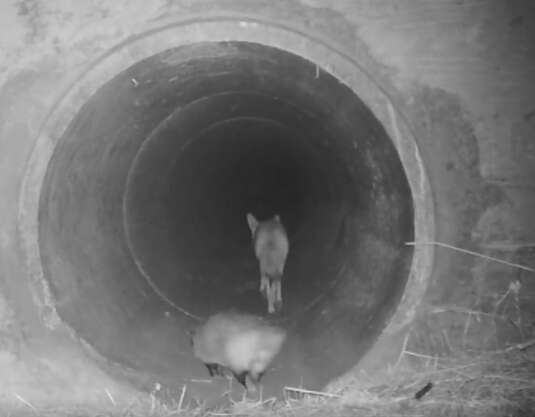 Coyote and badger friends travel through culver