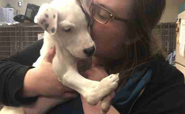 Shelter Takes In Puppy With 5 Paws The Dodo