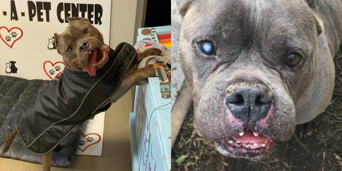 Dog Hasn't Been Adopted In A Year Just Because He Looks A Little Different