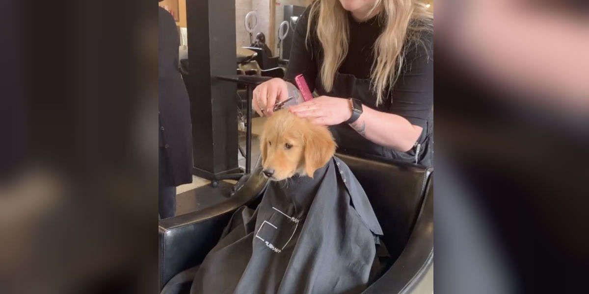 the puppy salon