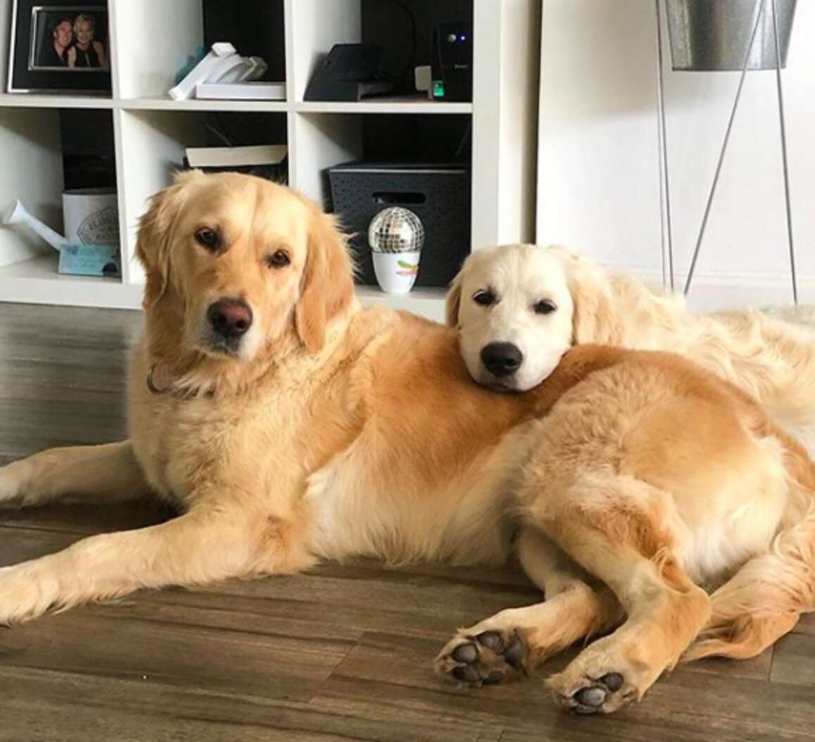 Dogs Work Together To Carry Biggest Stick They've Ever Seen - The Dodo