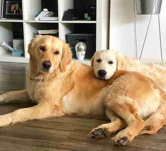 Willow the golden retriever snuggles her daughter Harper