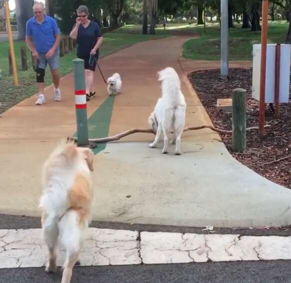 Dog helps her daughter carry a big stick