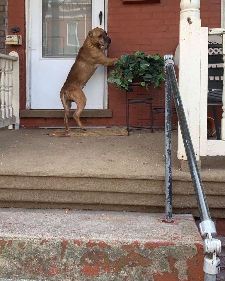 Cupid, an abandoned pit bull, asks to be let inside