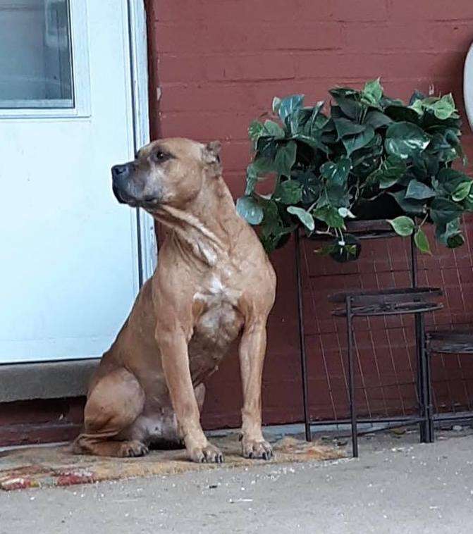 An abandoned dog waits on the porch of his house in Pennsylvania
