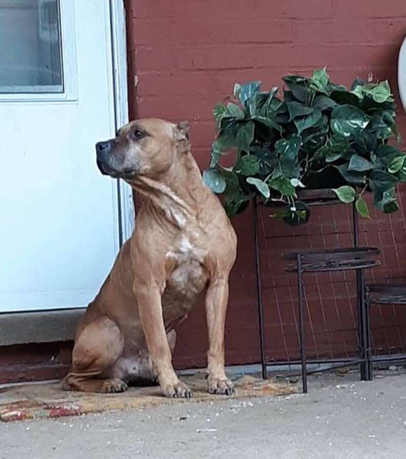 Dog Refuses To Leave Porch After Family Moves Away - The Dodo