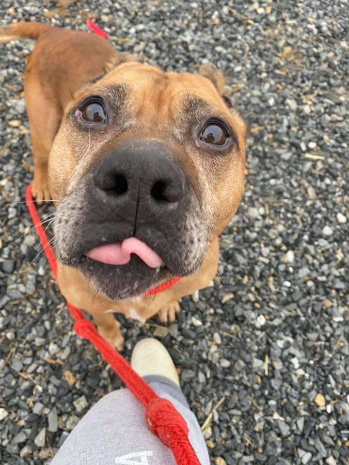 Cupid the pit bull sticks out his tongue