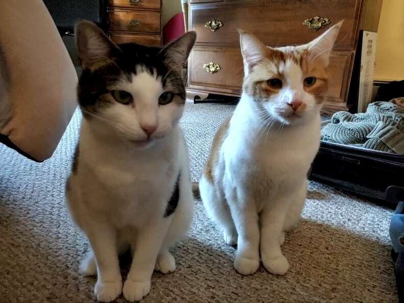 cats reunited