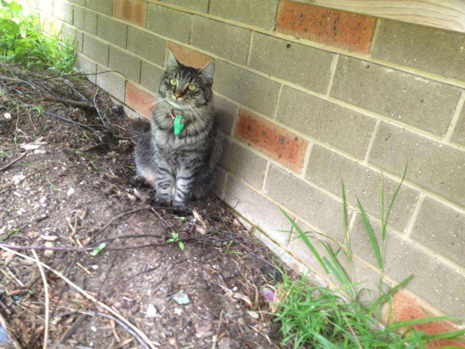 cat missing 6 years
