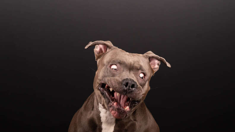 pit bull photo shoot