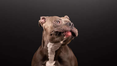 pit bull photo shoot