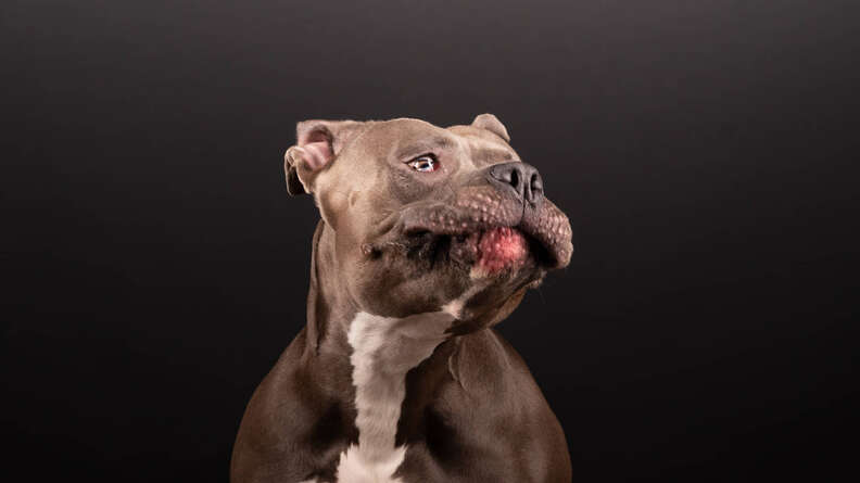 pit bull photo shoot