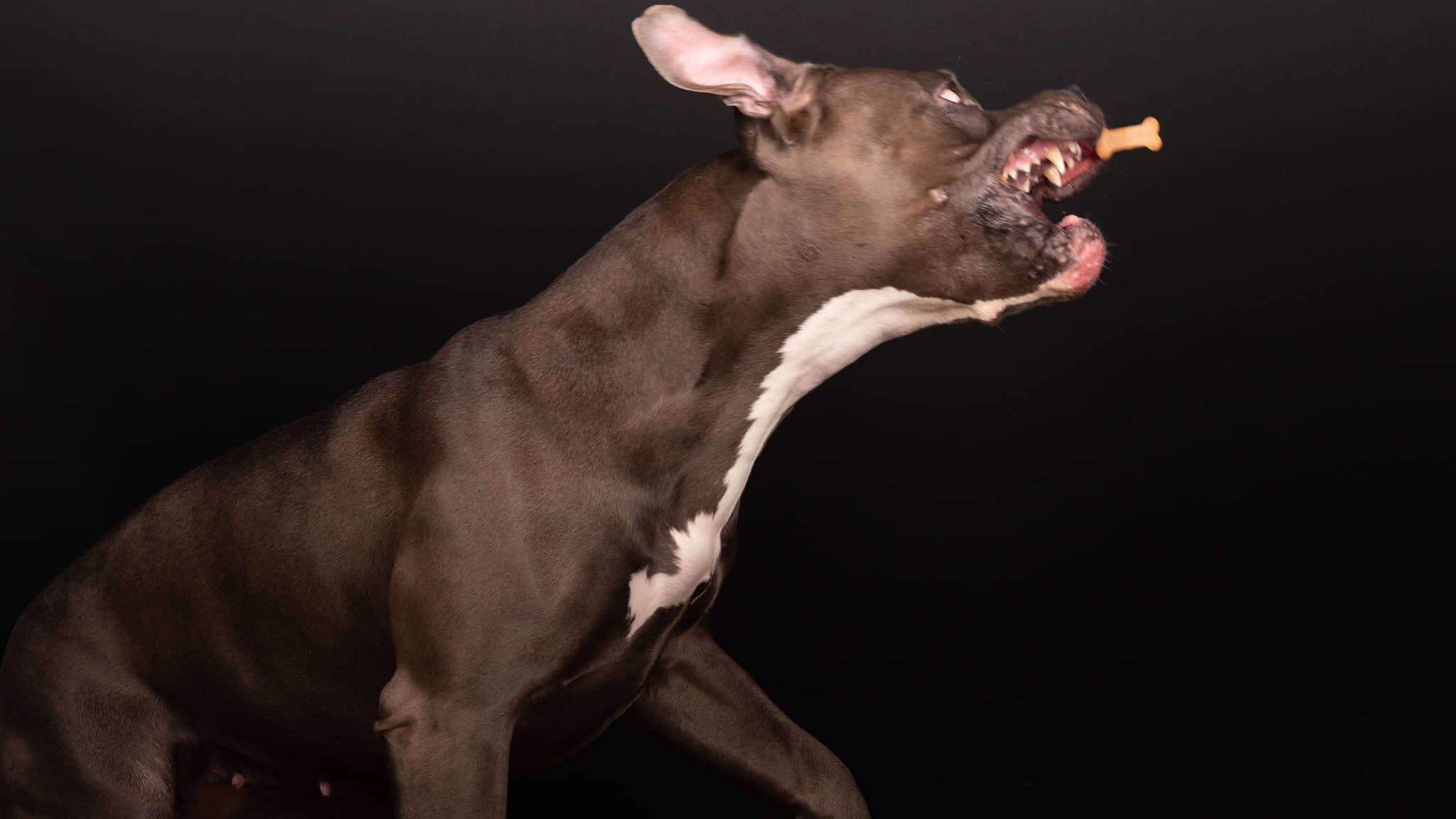 pit bull photo shoot