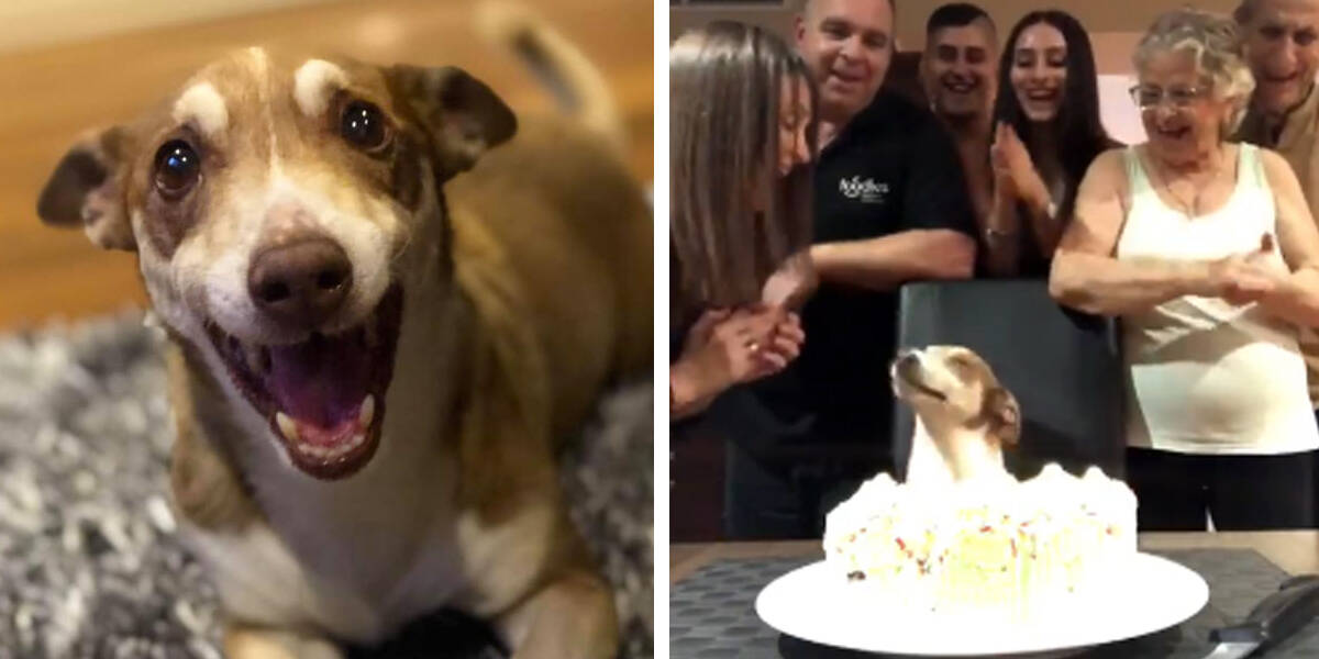 Senior Dog Is So Happy That People Remembered His Birthday - The Dodo