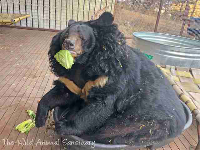 Overweight bear saved from roadside zoo