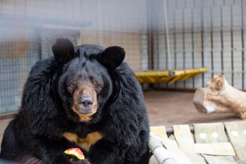 Dillan the obese Asiatic bear after his rescue