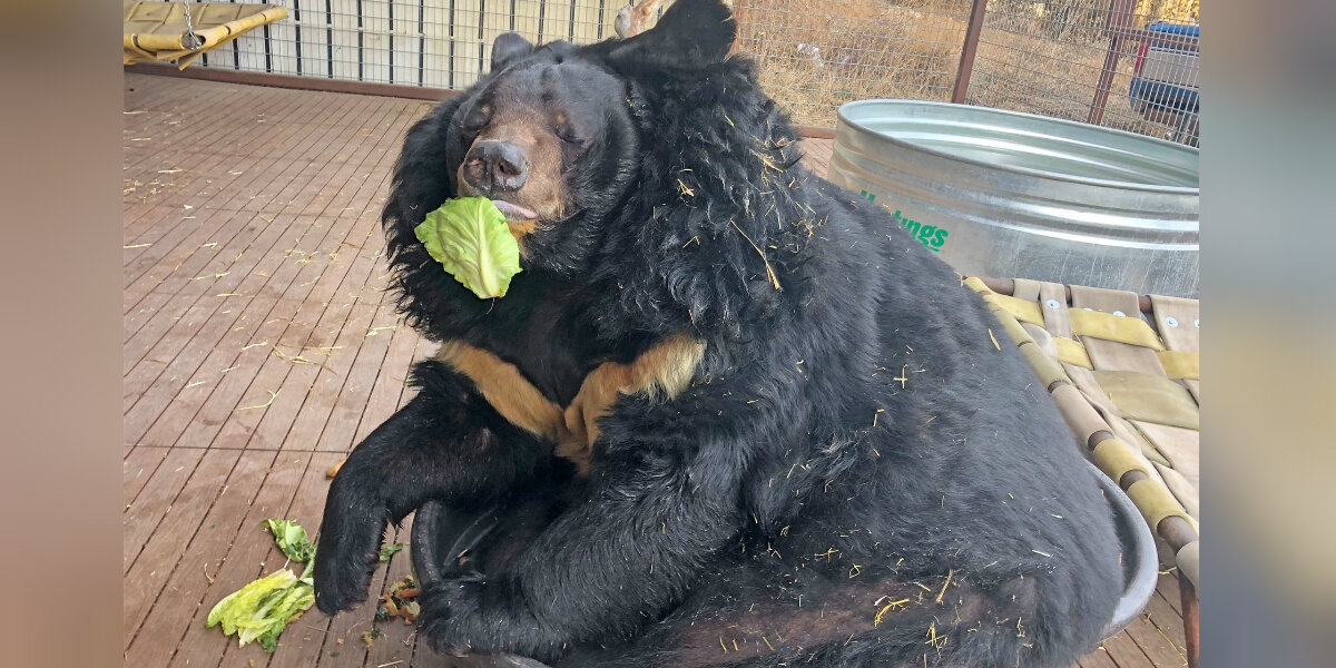 Overweight Bear Is Less Than Thrilled With His New Diet