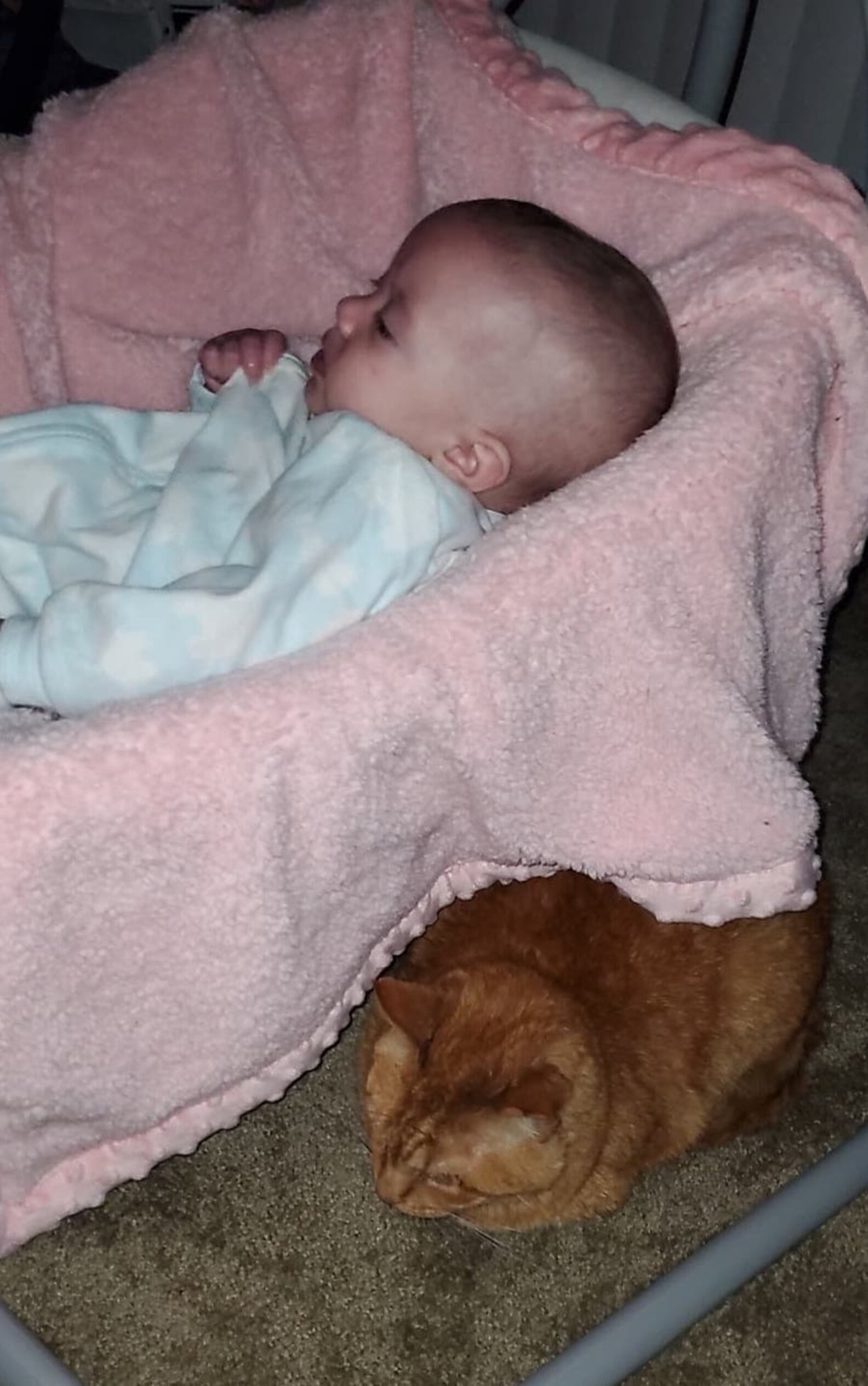 Cat Sneaks Into Crib To Nap With Baby The Dodo