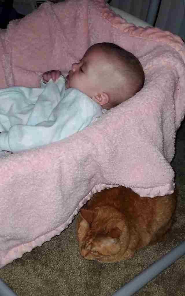 cat naps with baby