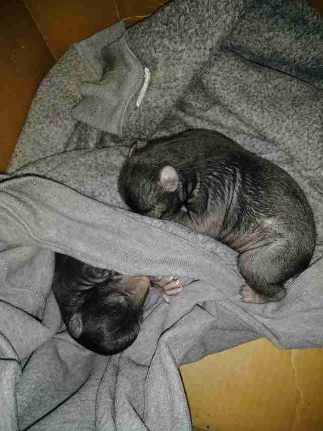 Baby bears found in a box in North Carolina