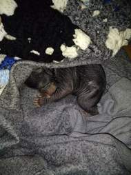 Orphaned black bears found in cardboard box