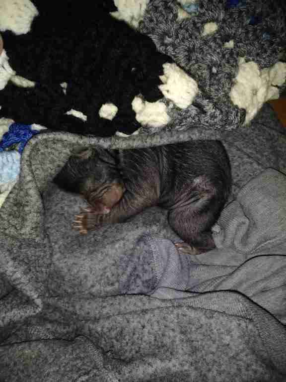 Orphaned black bears found in cardboard box 