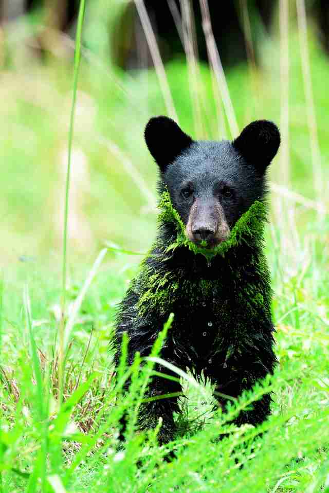 A young black bear in North Carolina