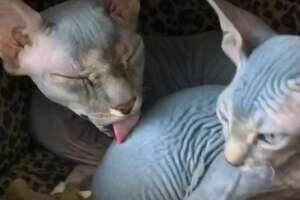 Hairless Cat Brothers Love To Wrestle And Growl At Each Other