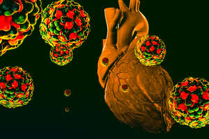 What Happens When a Virus Hijacks Your Heart?